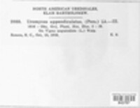 Uromyces appendiculatus image